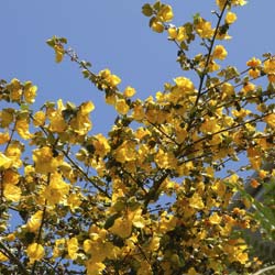 fremontodendron californicum -california glory